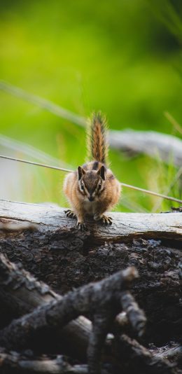 [2436x1125]松鼠 树干 皮毛 野外 苹果手机壁纸图片