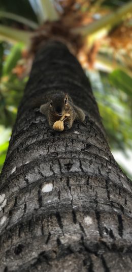 [2436x1125]松鼠 树干 觅食 倒挂 苹果手机壁纸图片