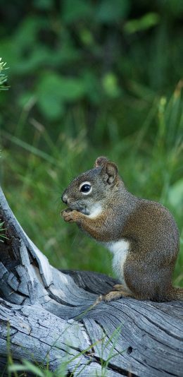 [2436x1125]松鼠 树干 觅食 树林 苹果手机壁纸图片