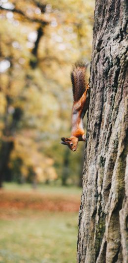 [2436x1125]松鼠 树干 野外 奔跑 苹果手机壁纸图片