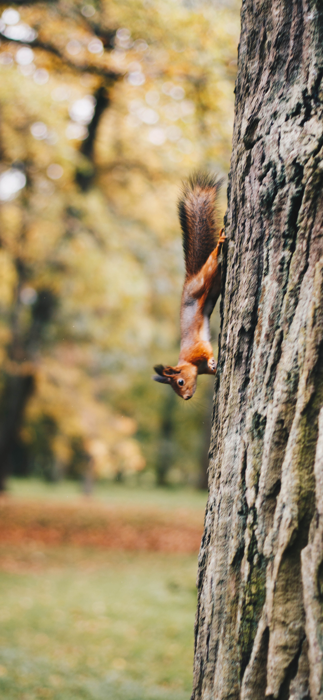 [2436×1125]松鼠 树干 野外 奔跑 苹果手机壁纸图片