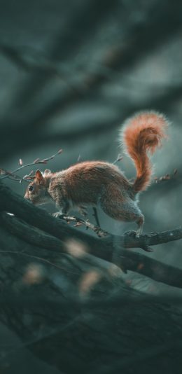 [2436x1125]松鼠 树枝 尾巴 蓬松 苹果手机壁纸图片