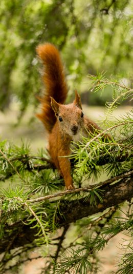 [2436x1125]松鼠 树枝 松枝 枝叶 苹果手机壁纸图片