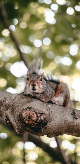 [2436x1125]松鼠 树枝 树干 皮毛 苹果手机壁纸图片