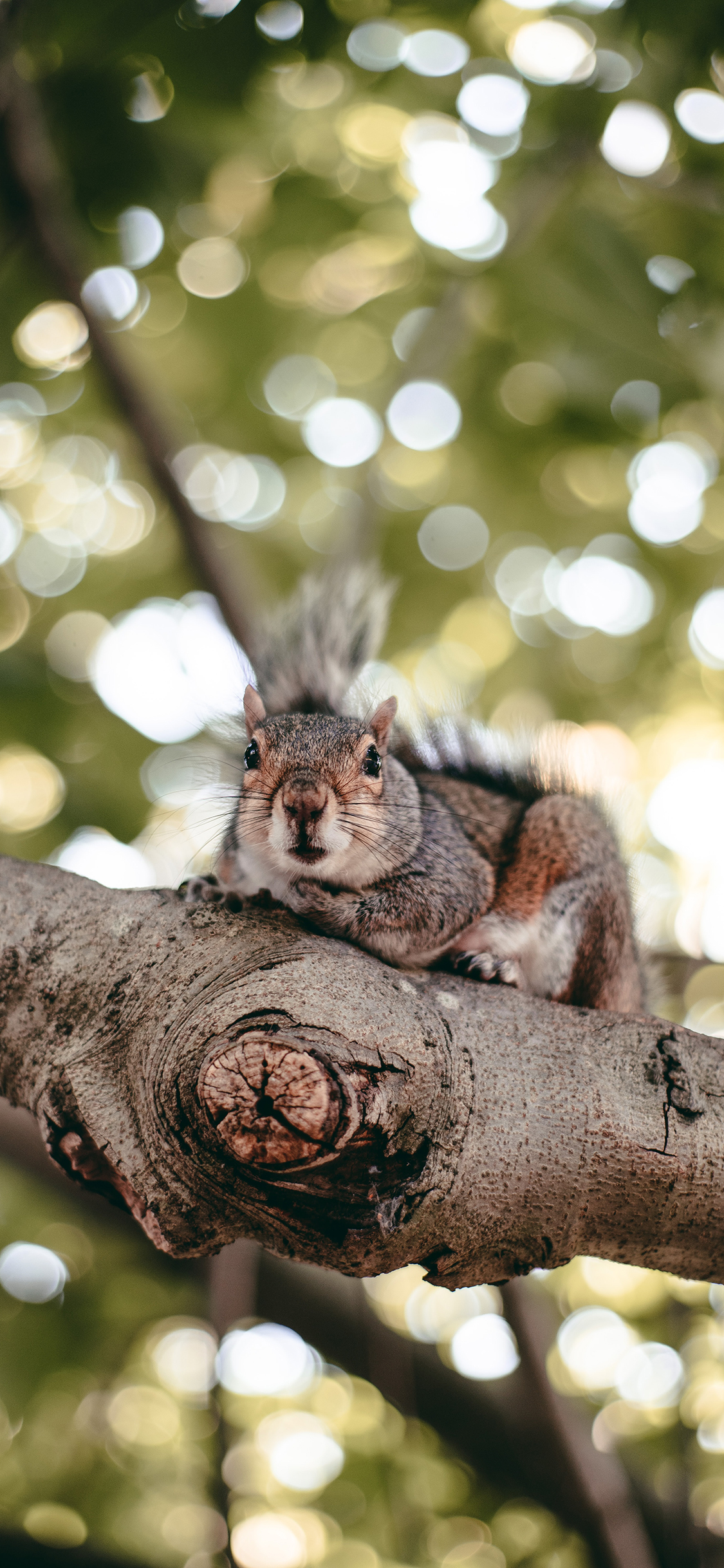 [2436×1125]松鼠 树枝 树干 皮毛 苹果手机壁纸图片