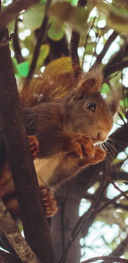 [2436x1125]松鼠 树枝 树干 茂密 苹果手机壁纸图片