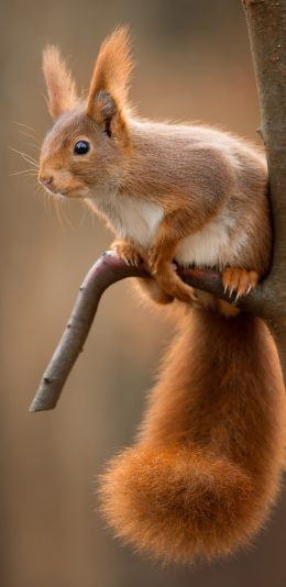 [2436x1125]松鼠 树枝 栖息 可爱 苹果手机壁纸图片
