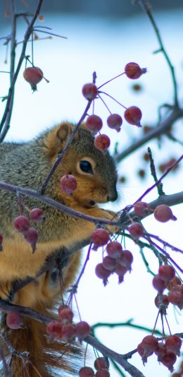 [2436x1125]松鼠 树枝 浆果 果实 苹果手机壁纸图片