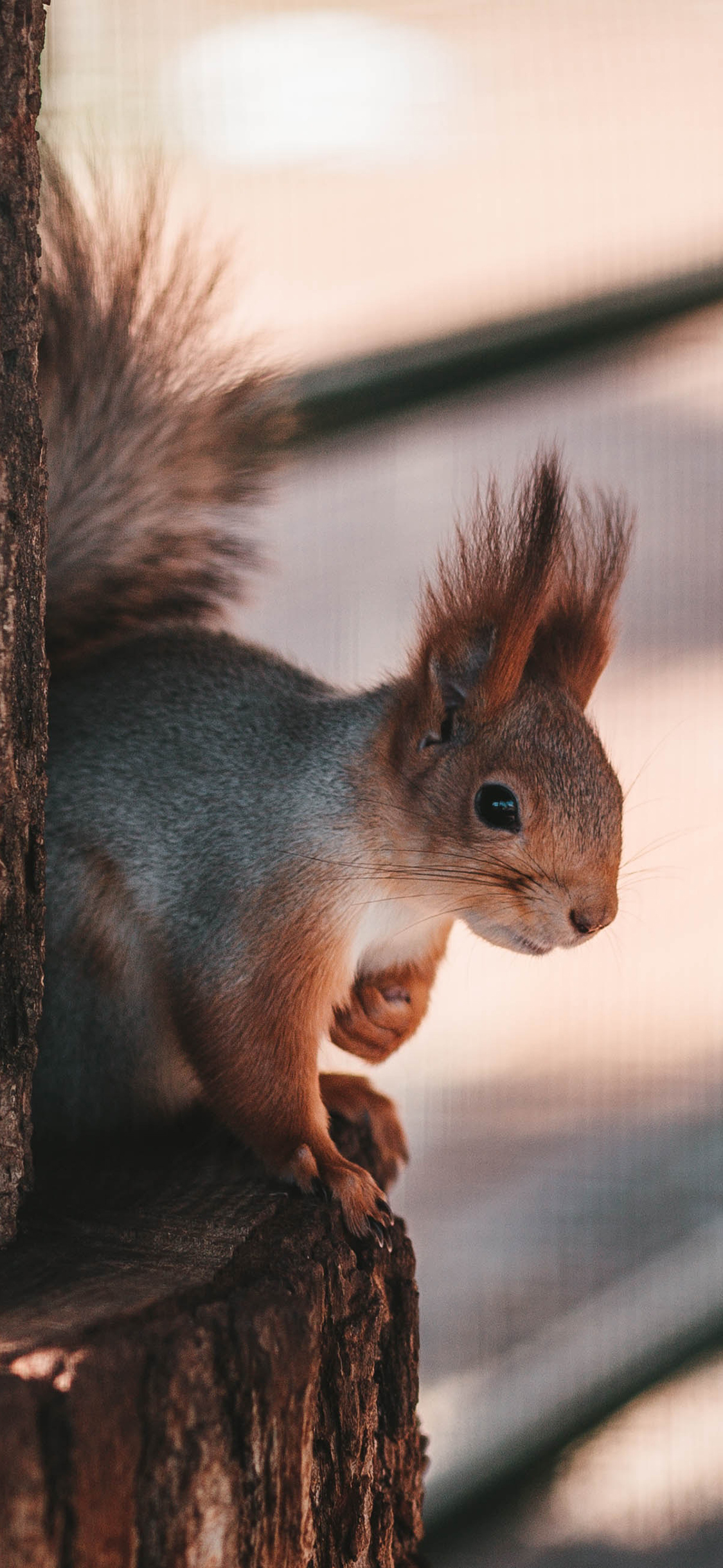 [2436×1125]松鼠 树桩 皮毛 树木 苹果手机壁纸图片