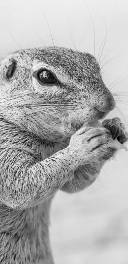 [2436x1125]松鼠 灰白 觅食 皮毛 纹理 苹果手机壁纸图片