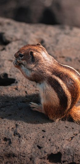 [2436x1125]松鼠 皮毛 光亮 岩石 苹果手机壁纸图片