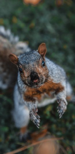 [2436x1125]松鼠 皮毛 哺乳类 苹果手机壁纸图片