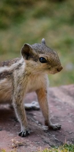 [2436x1125]松鼠 皮毛 岩石 草地 野外 苹果手机壁纸图片
