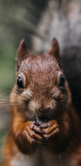 [2436x1125]松鼠 皮毛 特写 觅食 苹果手机壁纸图片