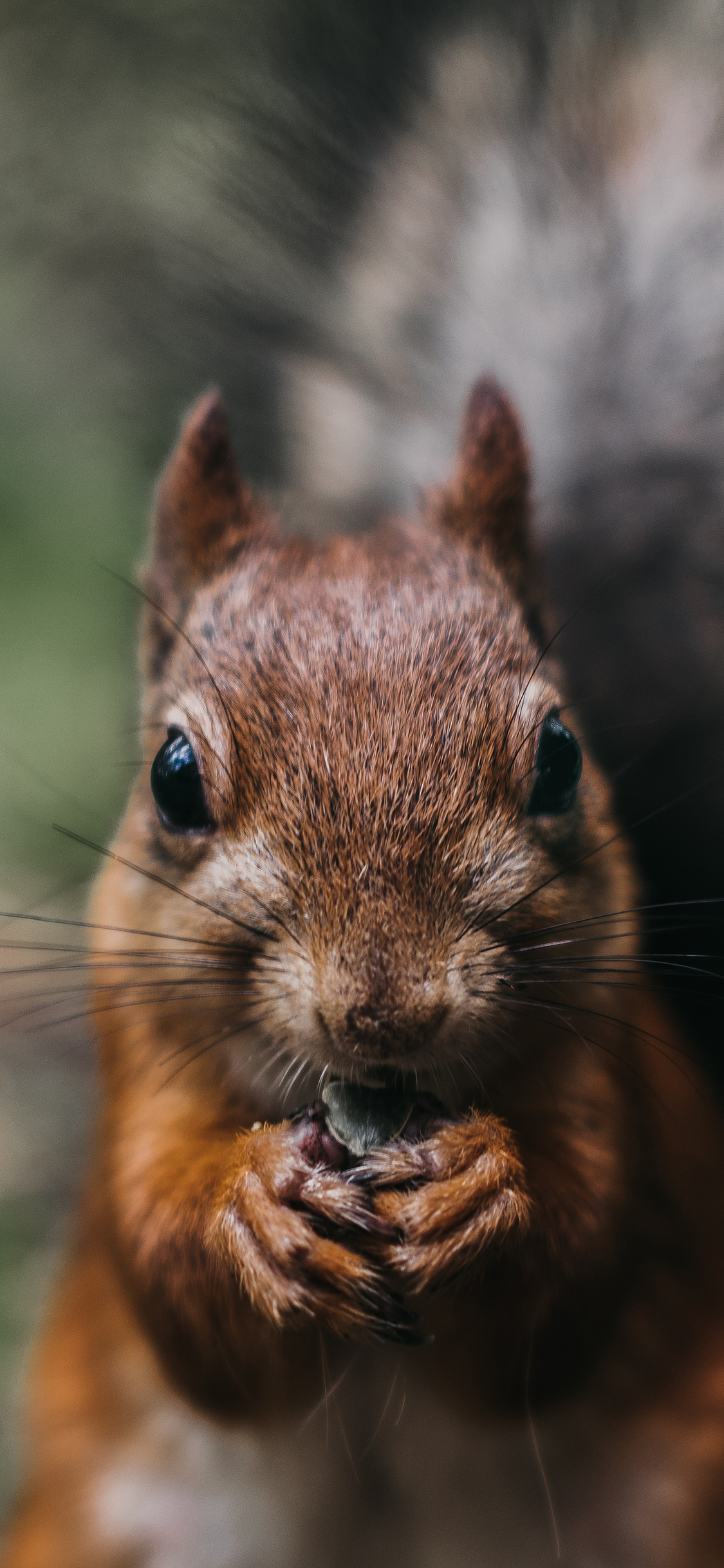 [2436×1125]松鼠 皮毛 特写 觅食 苹果手机壁纸图片