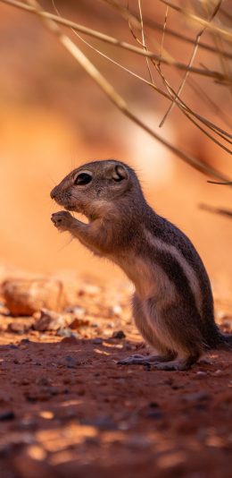 [2436x1125]松鼠 皮毛 觅食 土地 苹果手机壁纸图片