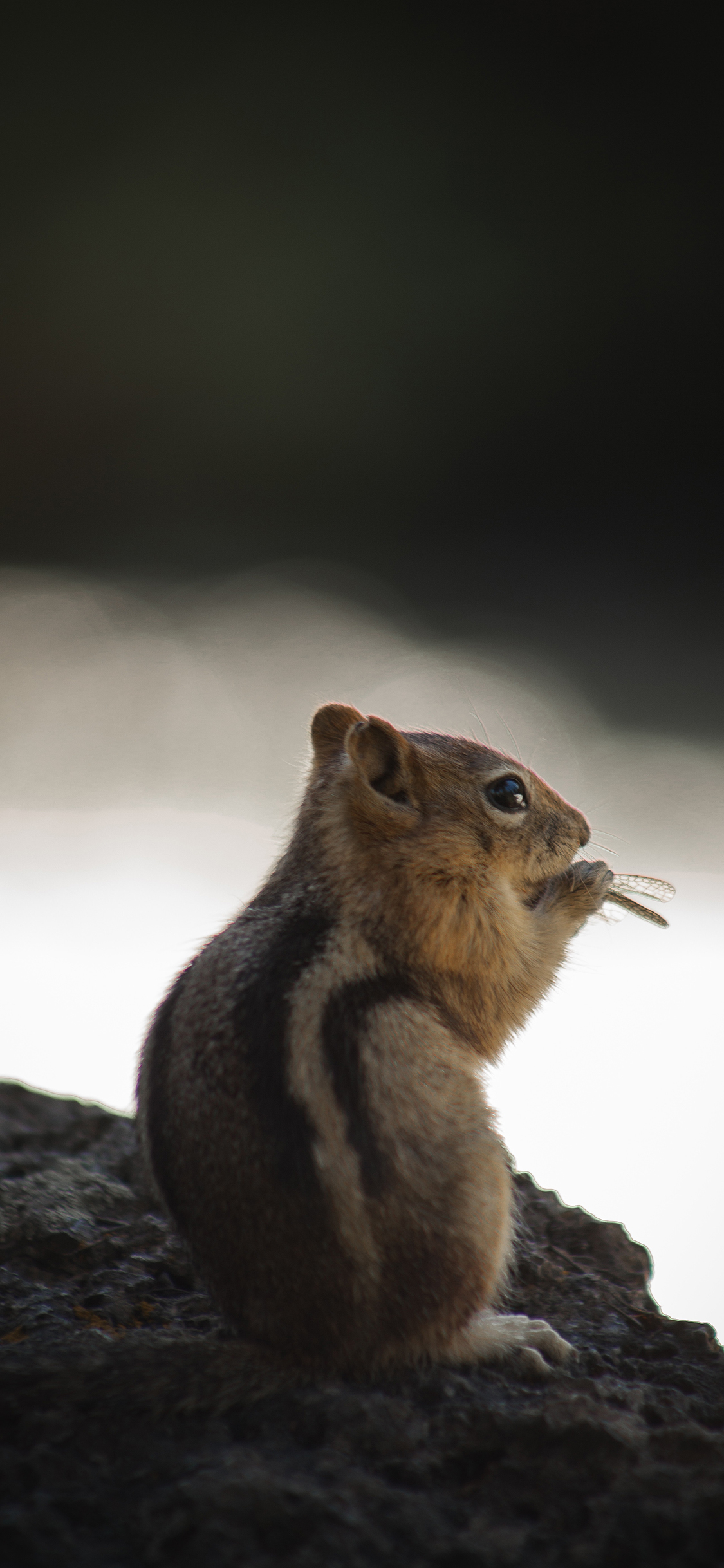 [2436×1125]松鼠 皮毛 觅食 大眼 苹果手机壁纸图片