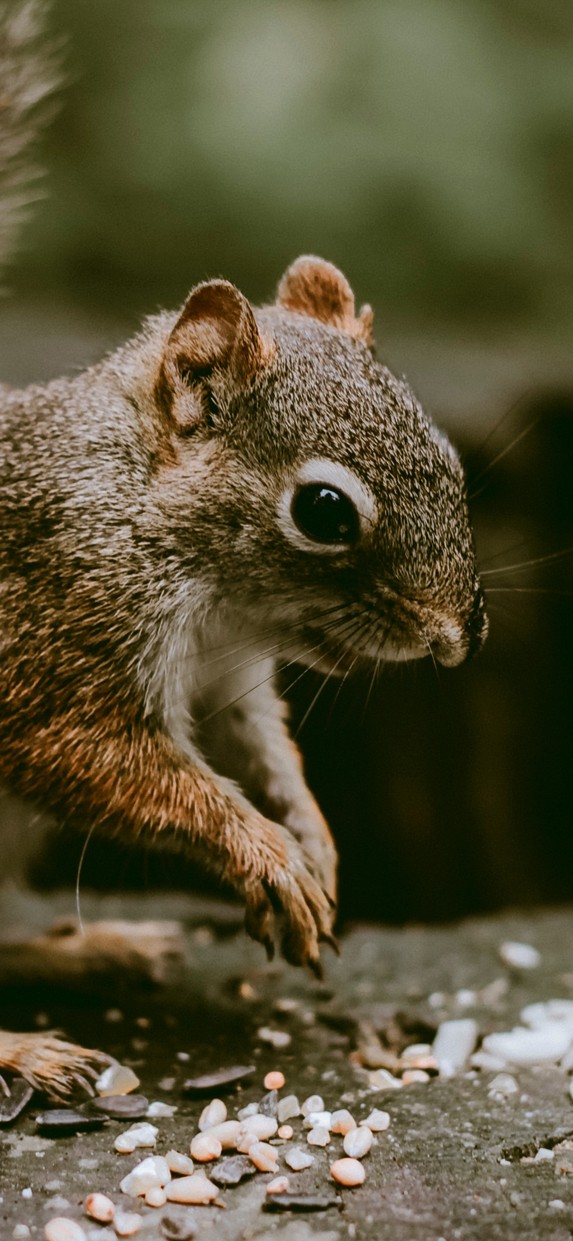 [2436×1125]松鼠 皮毛 野外 觅食 苹果手机壁纸图片