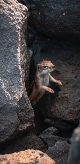 [2436x1125]松鼠 石缝 岩石 躲避 苹果手机壁纸图片
