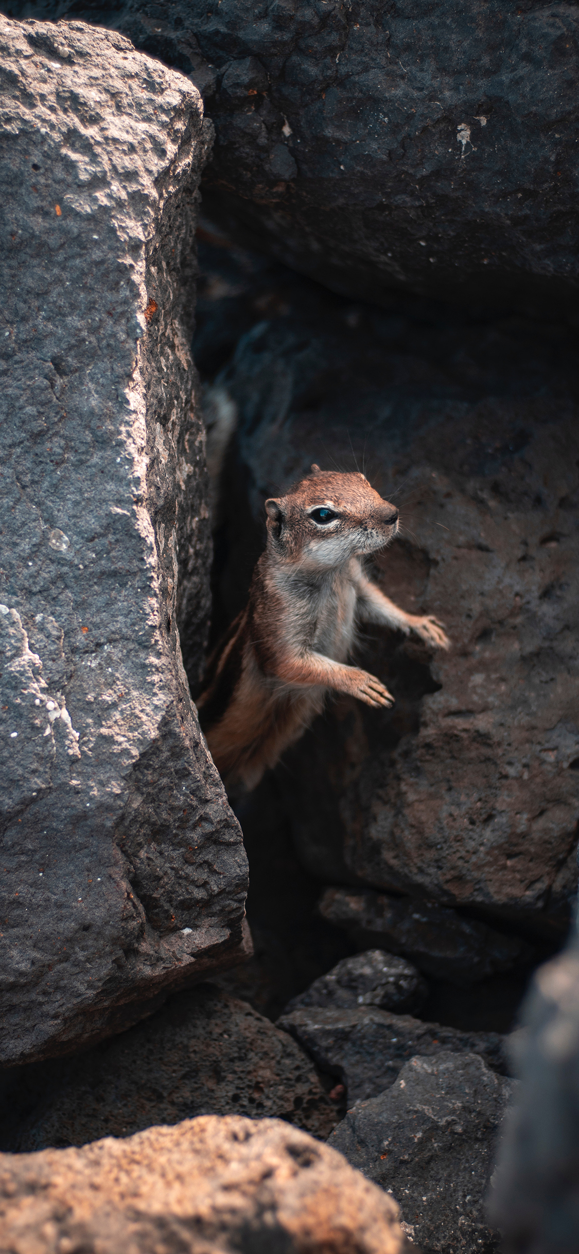 [2436×1125]松鼠 石缝 岩石 躲避 苹果手机壁纸图片