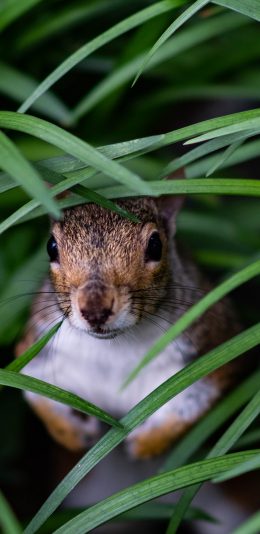 [2436x1125]松鼠 草丛 隐藏 躲避 苹果手机壁纸图片