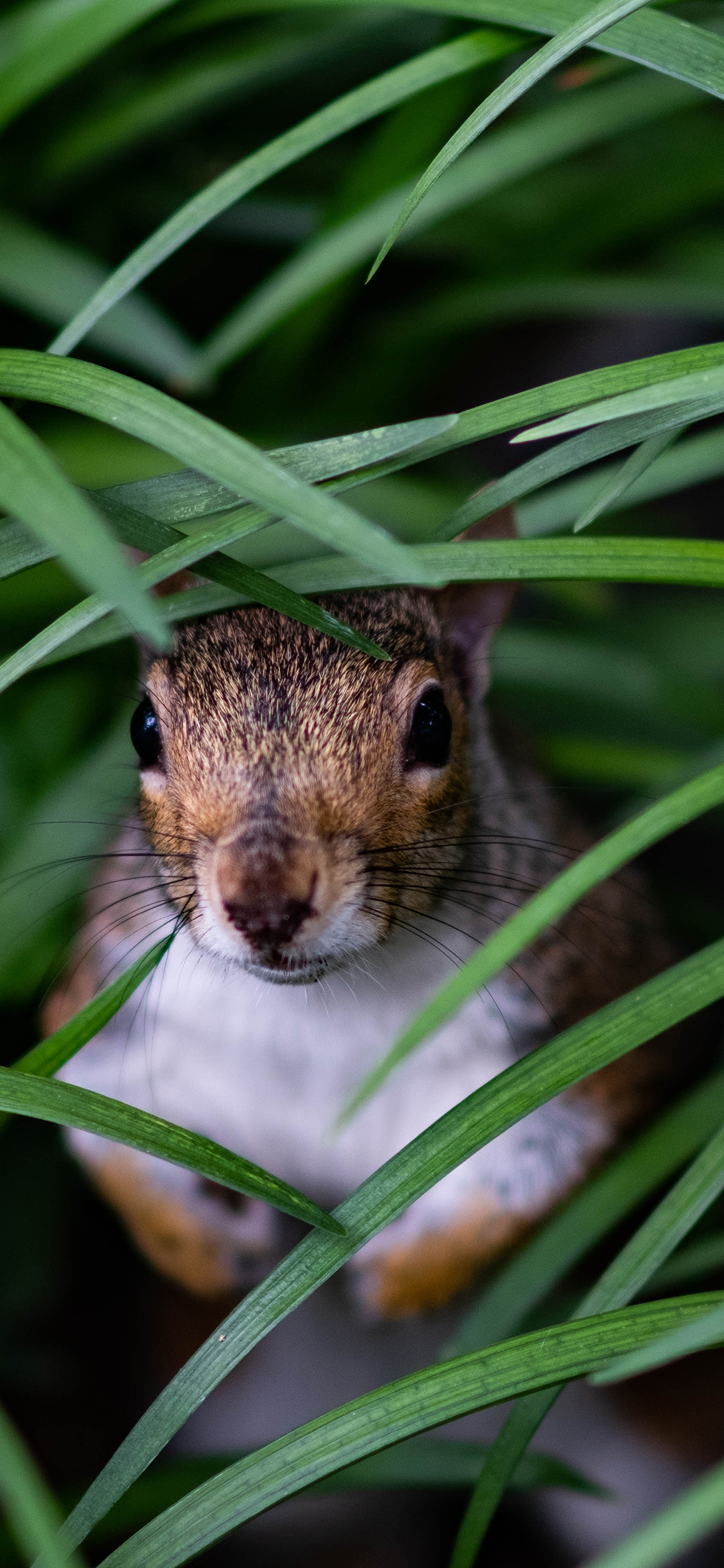 [2436×1125]松鼠 草丛 隐藏 躲避 苹果手机壁纸图片
