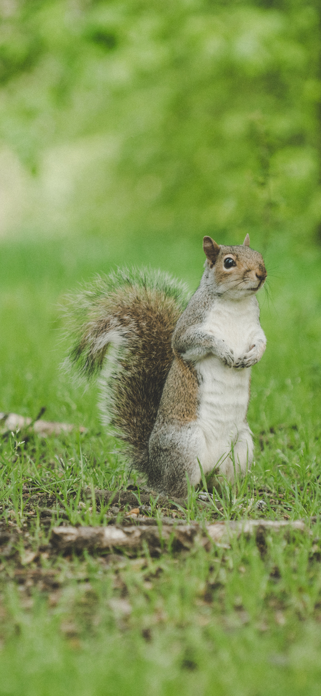 [2436×1125]松鼠 草地 可爱 大尾巴 苹果手机壁纸图片