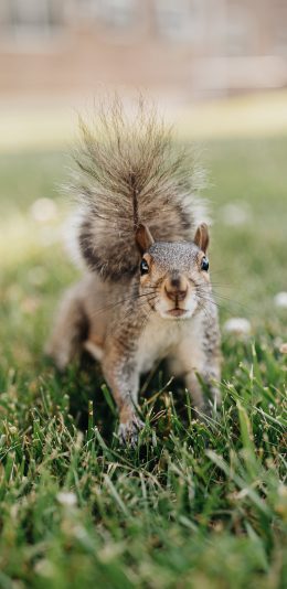 [2436x1125]松鼠 草地 尾巴 皮毛 苹果手机壁纸图片