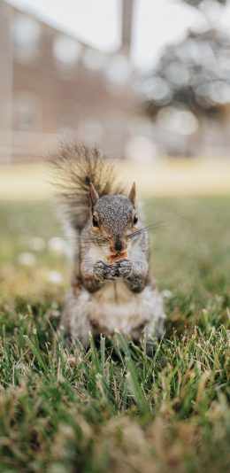 [2436x1125]松鼠 草地 户外 尾巴 炸毛 觅食 苹果手机壁纸图片