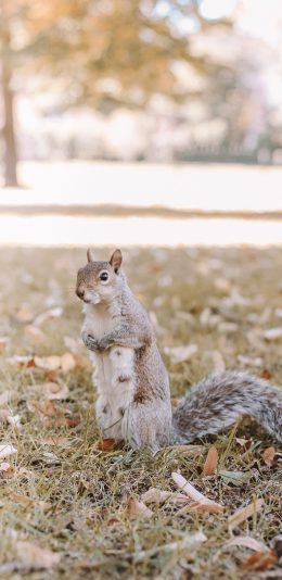 [2436x1125]松鼠 草地 户外 尾巴 落叶 站立 苹果手机壁纸图片