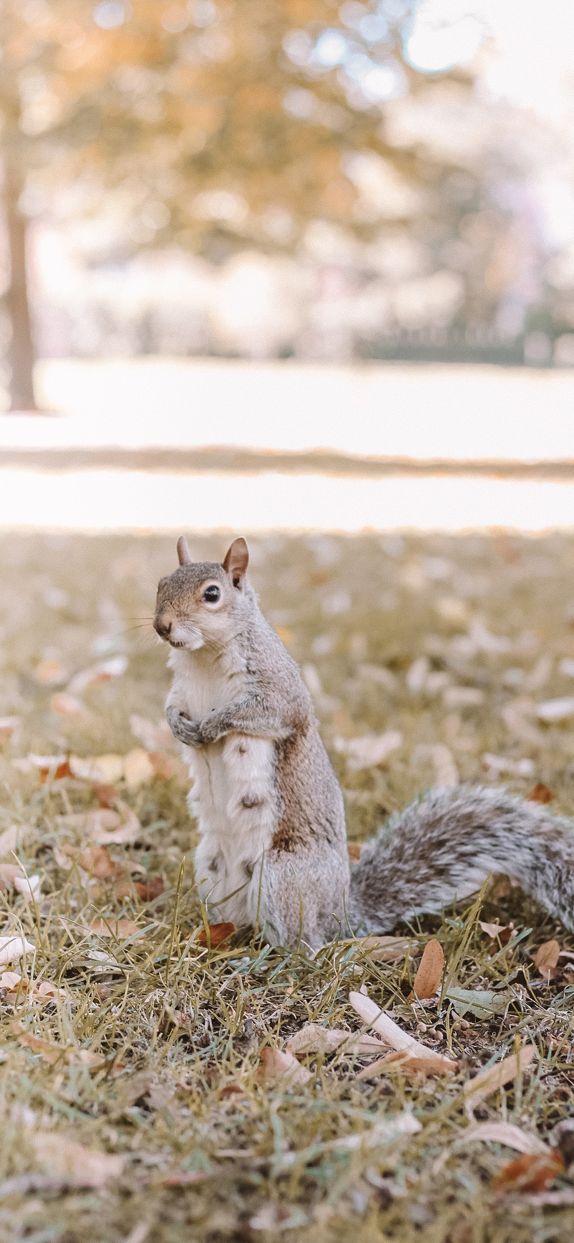 [2436×1125]松鼠 草地 户外 尾巴 落叶 站立 苹果手机壁纸图片