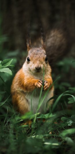 [2436x1125]松鼠 草地 枝叶 皮毛 苹果手机壁纸图片