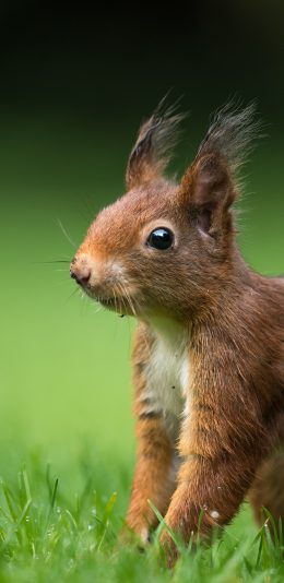 [2436x1125]松鼠 草地 皮毛 可爱 苹果手机壁纸图片