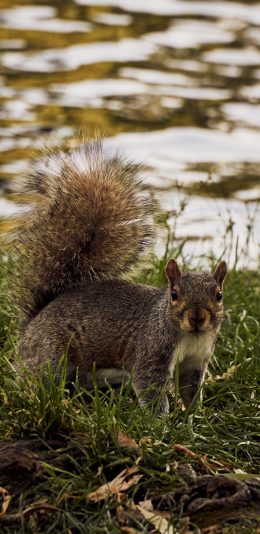 [2436x1125]松鼠 草地 皮毛 河岸 苹果手机壁纸图片