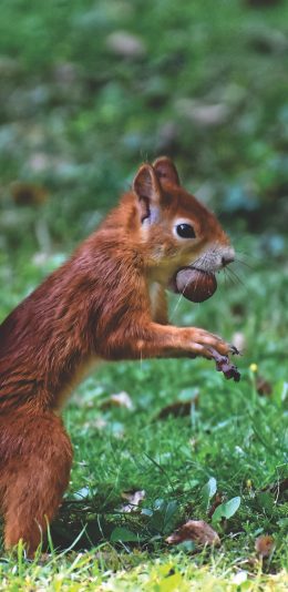 [2436x1125]松鼠 草地 觅食 尾巴 苹果手机壁纸图片