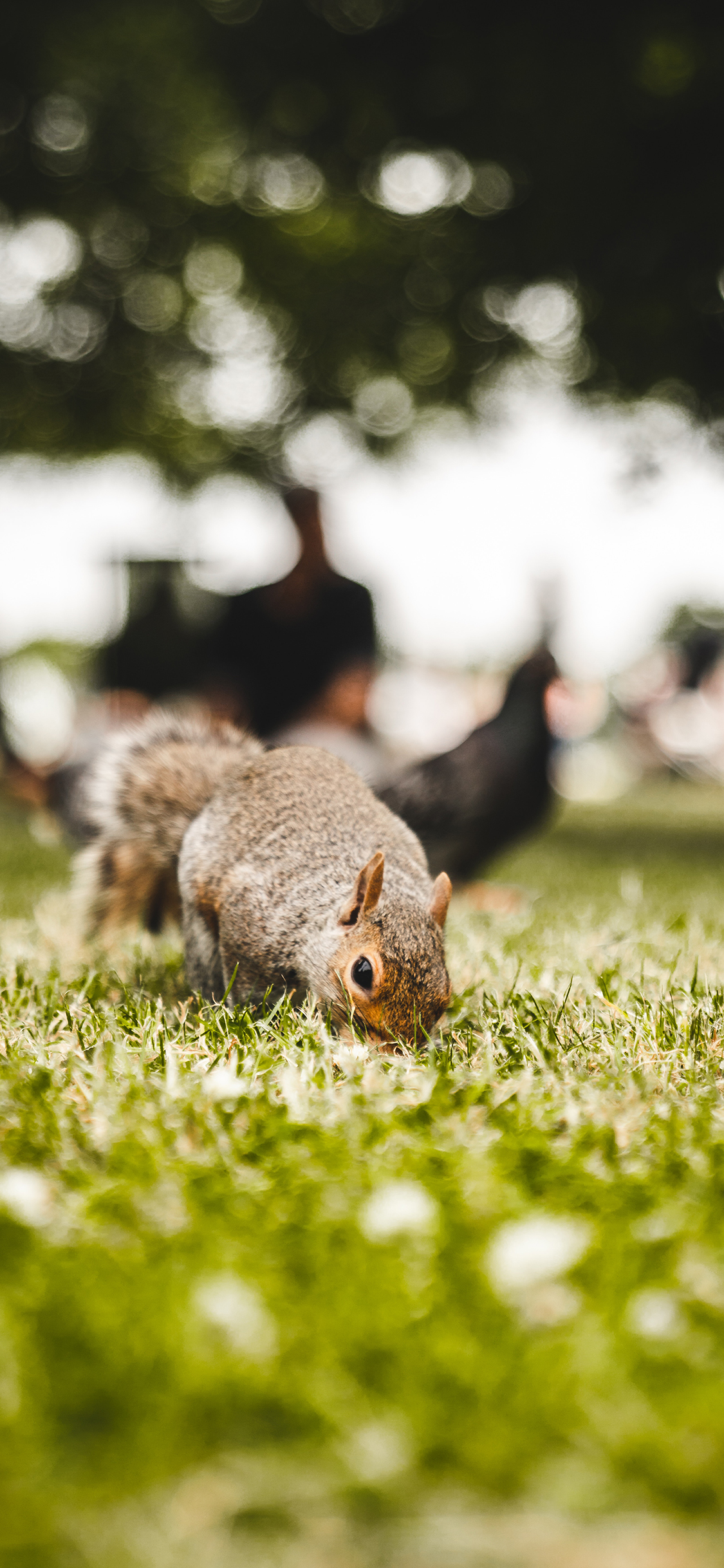 [2436×1125]松鼠 草地 觅食 户外 苹果手机壁纸图片