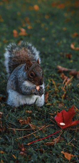 [2436x1125]松鼠 草地 觅食 皮毛 苹果手机壁纸图片