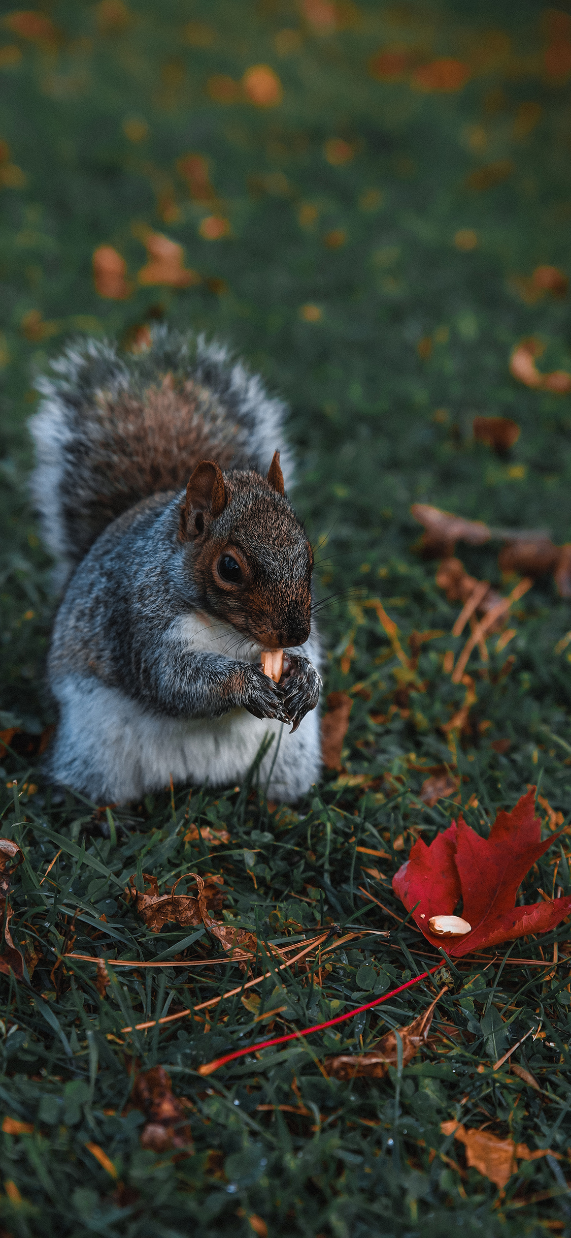 [2436×1125]松鼠 草地 觅食 皮毛 苹果手机壁纸图片