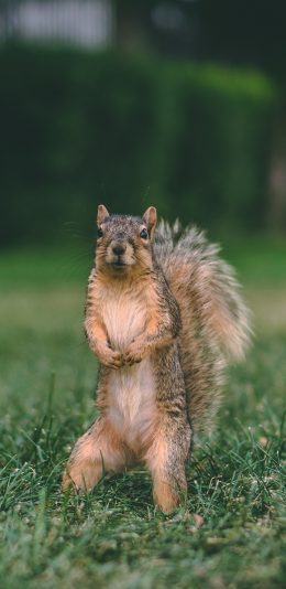 [2436x1125]松鼠 草坪 户外 可爱 萌 苹果手机壁纸图片