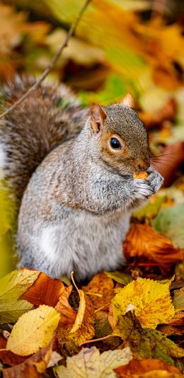 [2436x1125]松鼠 落叶 秋天 觅食 苹果手机壁纸图片