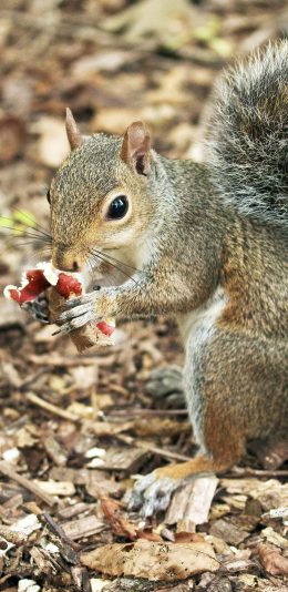 [2436x1125]松鼠 落叶 觅食 苹果手机壁纸图片