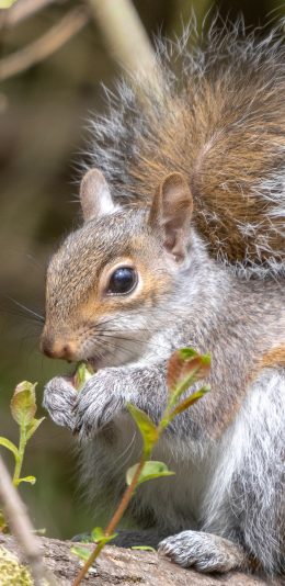[2436x1125]松鼠 觅食 尾巴 野外 苹果手机壁纸图片