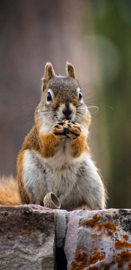 [2436x1125]松鼠 觅食 皮毛 哺乳 苹果手机壁纸图片