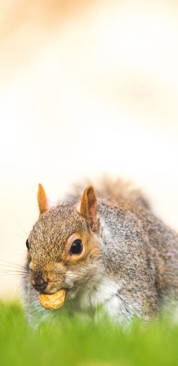 [2436x1125]松鼠 觅食 花生 皮毛 苹果手机壁纸图片