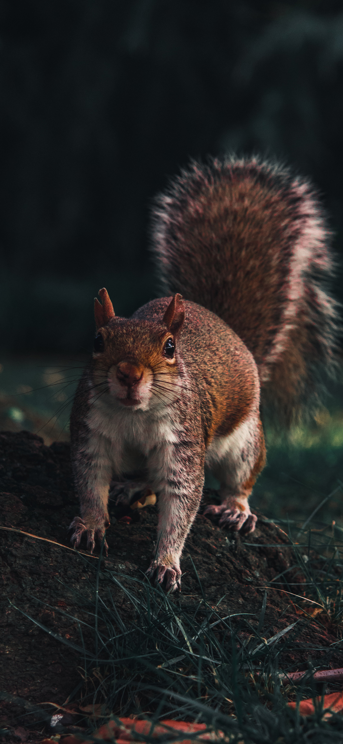 [2436×1125]松鼠 野外 皮毛 枯枝 苹果手机壁纸图片