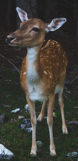[2436x1125]林中 小鹿 斑点 可爱 苹果手机壁纸图片