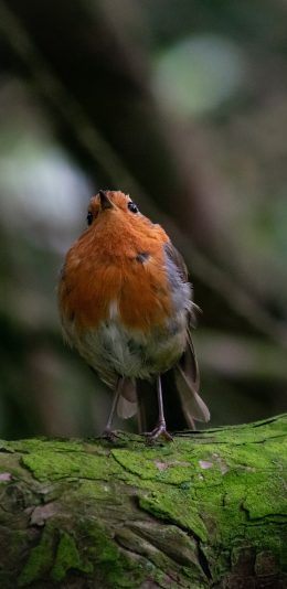[2436x1125]林间 树木 蓝顶蚁鸫 鸟类 苹果手机壁纸图片