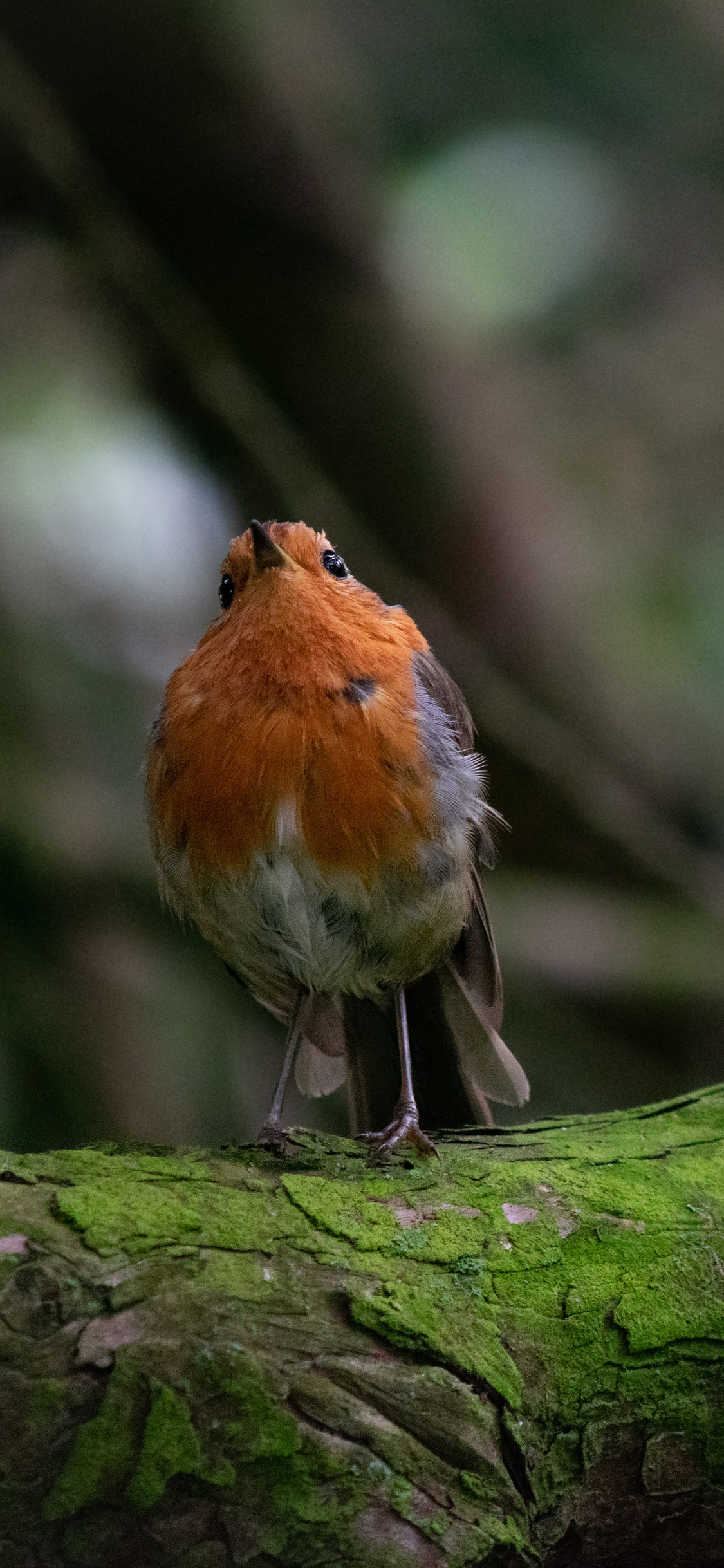 [2436×1125]林间 树木 蓝顶蚁鸫 鸟类 苹果手机壁纸图片