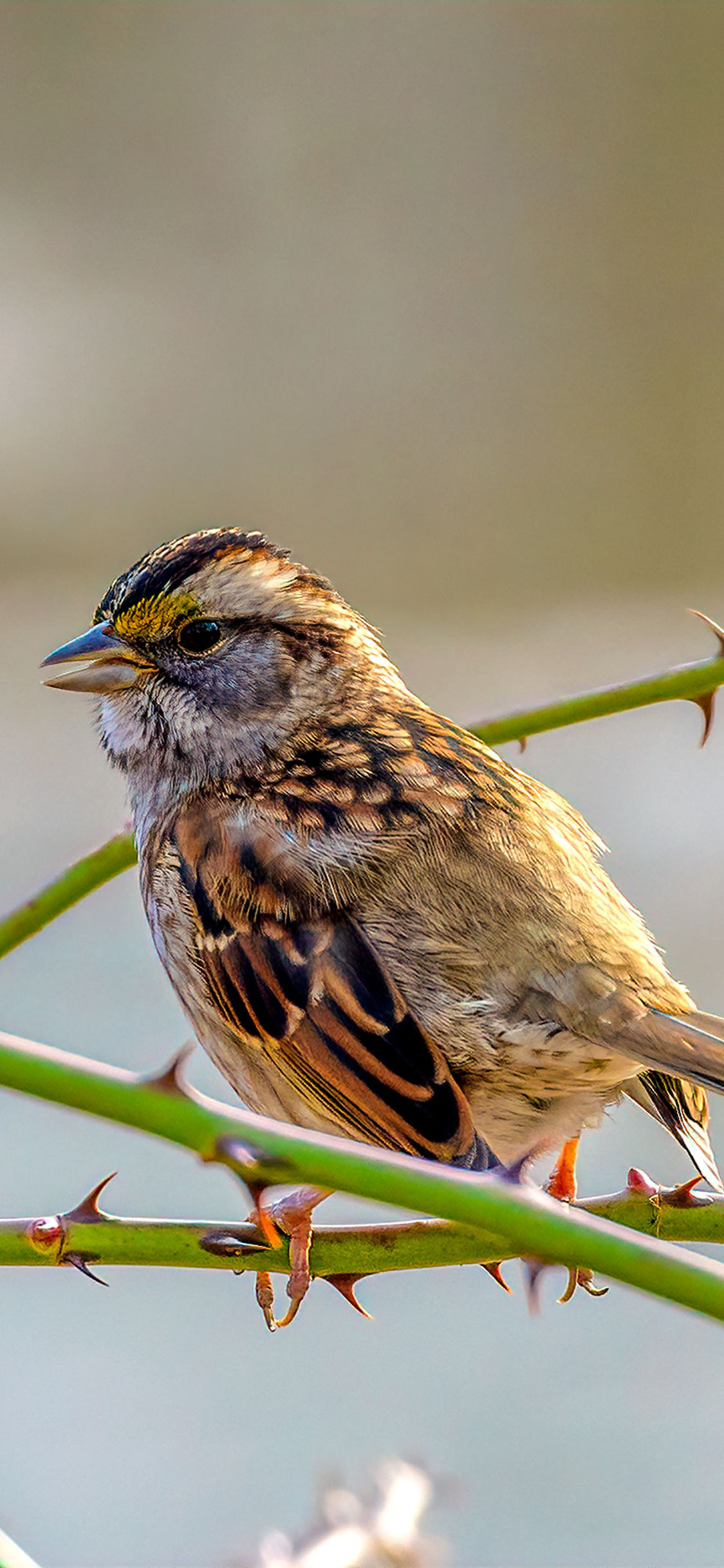 [2436×1125]枝丫 飞鸟 雀鸟 栖息 苹果手机壁纸图片