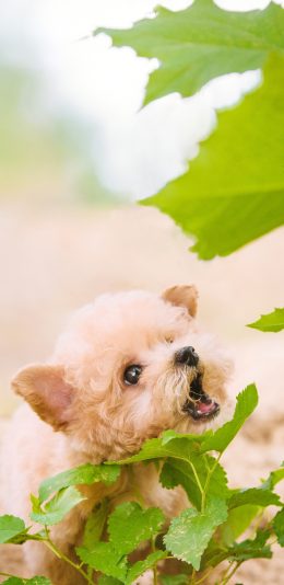 [2436x1125]枝叶 宠物狗 幼犬 可爱 苹果手机壁纸图片